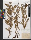 Foto von Salix triandra subsp. amygdalina (L.) Schübl. & G. Martens